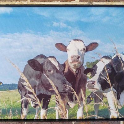 cows wall art