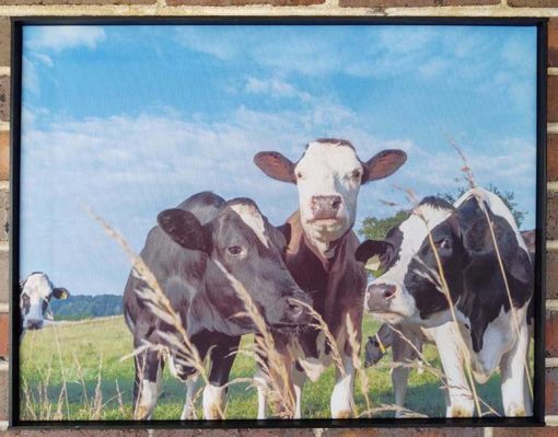 cows wall art